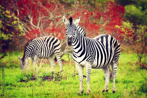 Wild zebras of African continent