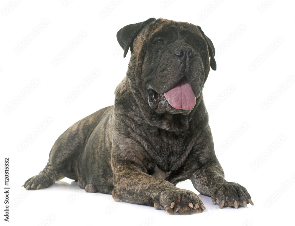 bull mastiff in studio