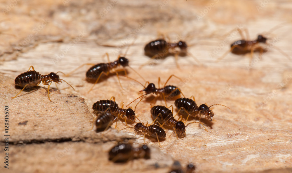 Termite work as team in the nature