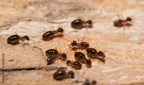 Termite work as team in the nature © lirtlon