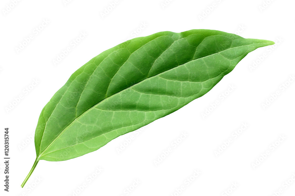 Obraz premium green leaf isolated leaf on white
