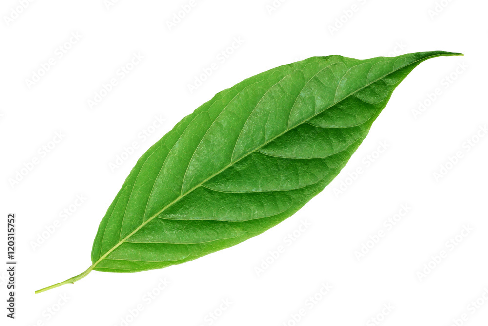 green leaf isolated leaf on white green leaf isolated leaf on white