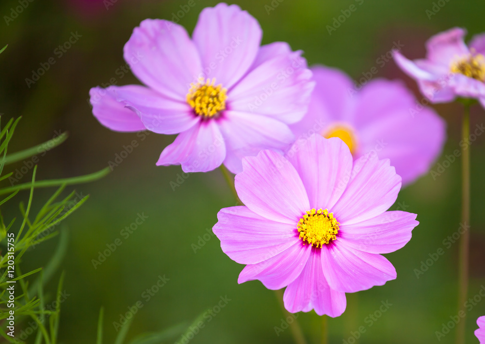 Cosmos flower with soft filter background