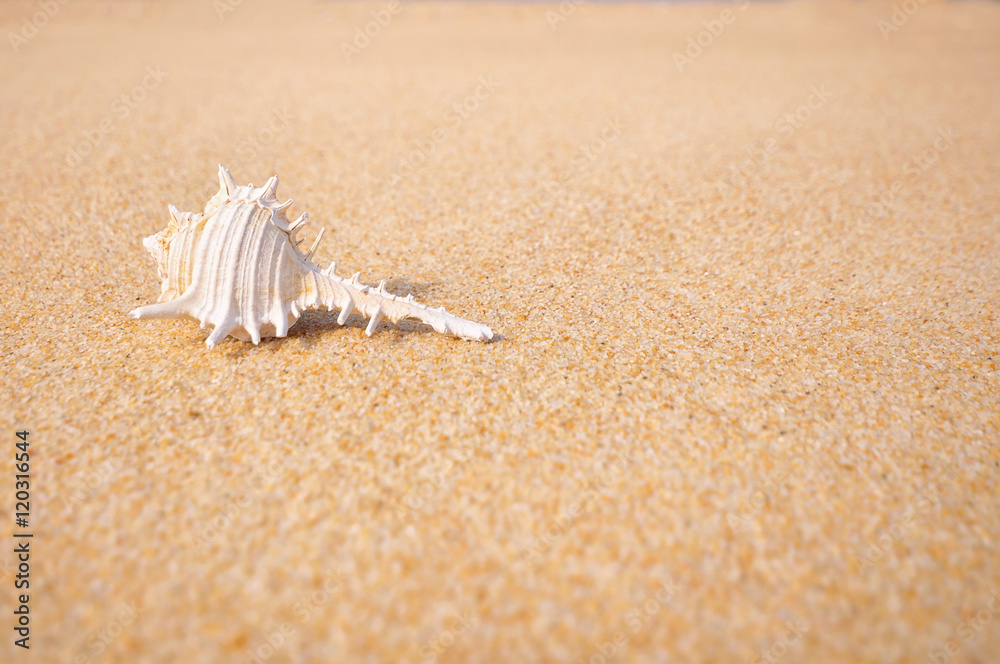 Shellfish on the sand beach background, happy holiday concept and decorative idea Shellfish on the sand beach background, happy holiday concept and decorative idea