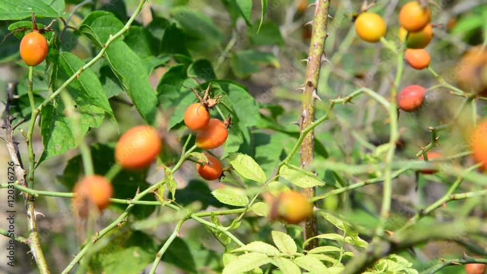 Orange wild rose berries on branch Orange wild rose berries on branch