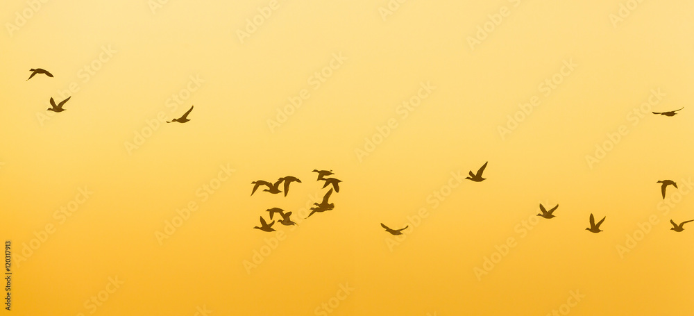Flock of Geese flying at dawn Flock of Geese flying at dawn