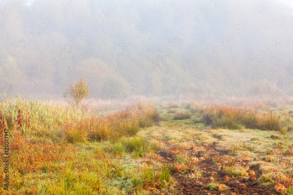 Hiking paths on the moor in morning fog