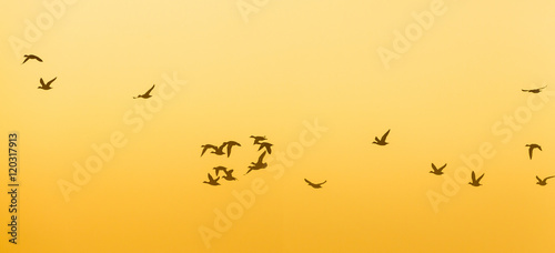Flock of Geese flying at dawn © Lars Johansson
