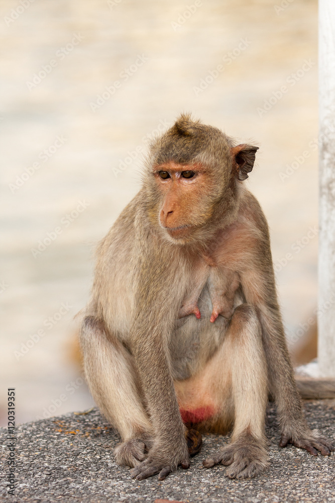 Street monkey sit on pedestrian waiting and looking around. Street monkey sit on pedestrian waiting and looking around.