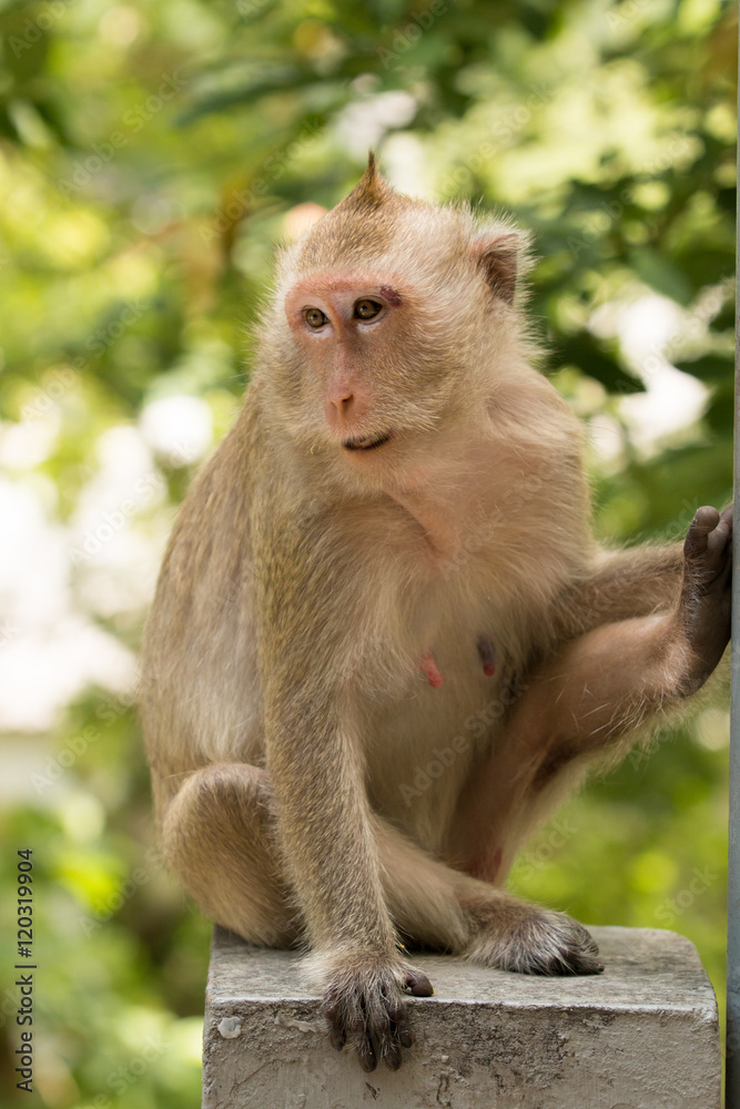 Naklejka premium Monkey sit on concrete bridge looking around against tree in the background.