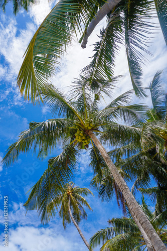 Palm crown upside view