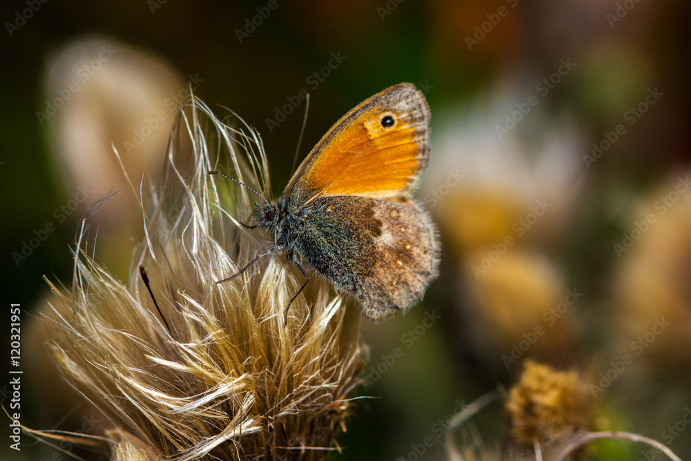 Obraz premium Alone at times