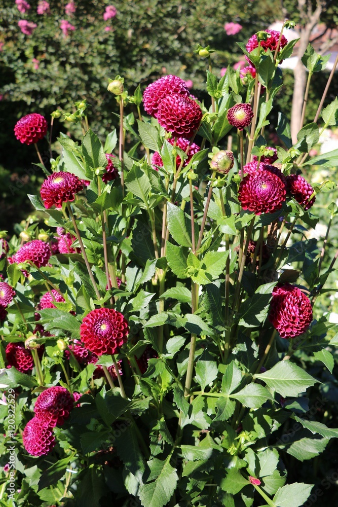 Pompon Dahlia Purple Pompon Dahlia Purple
