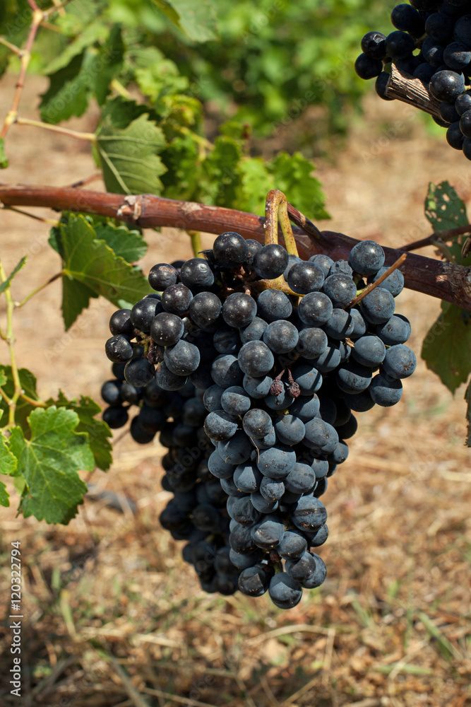  red wine grapes