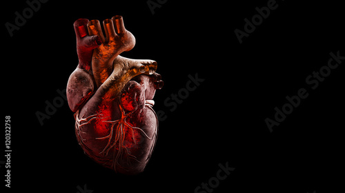 Anatomy of Human Heart Isolated on black
