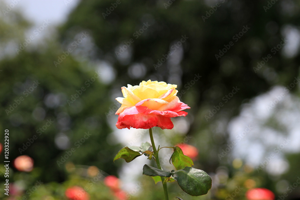 Obraz premium Beautiful flower