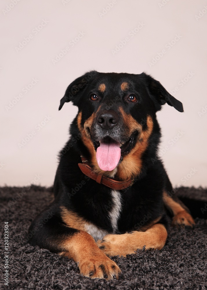 Hund III Hund III