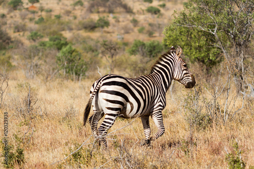 Zebra in the grasslands of the Serengeti at dawn  Tanzania  East