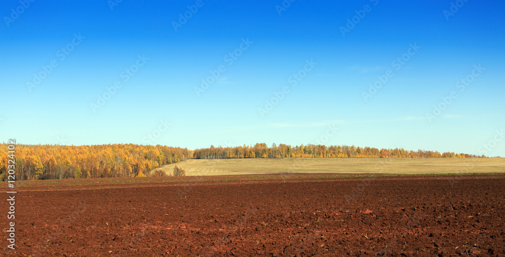 Obraz premium Rural landscape with a plowed field and a birch grove in the distance a clear autumn day. Photo is easy to toned.