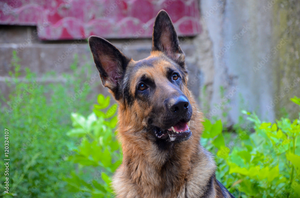 German shephrd dog in forest, summer German shephrd dog in forest, summer