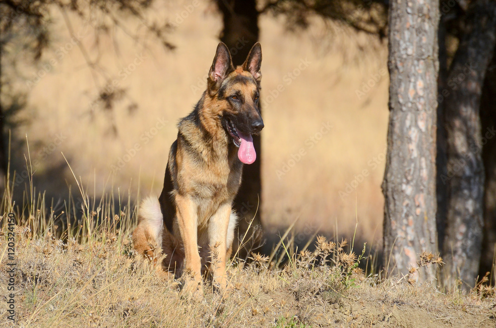 German shephrd dog in forest, summer German shephrd dog in forest, summer
