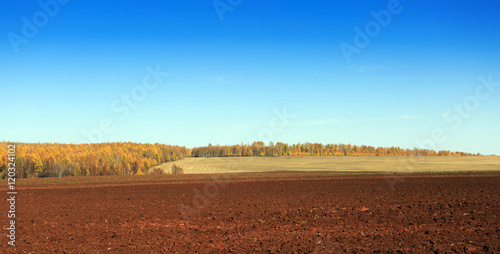 Rural landscape with a plowed field and a birch grove in the distance a clear autumn day. Photo is easy to toned.