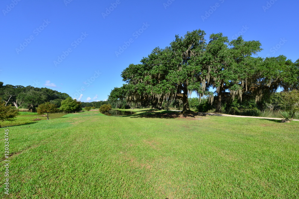 Naklejka premium Woodland at a swamp in Louisiana in America.