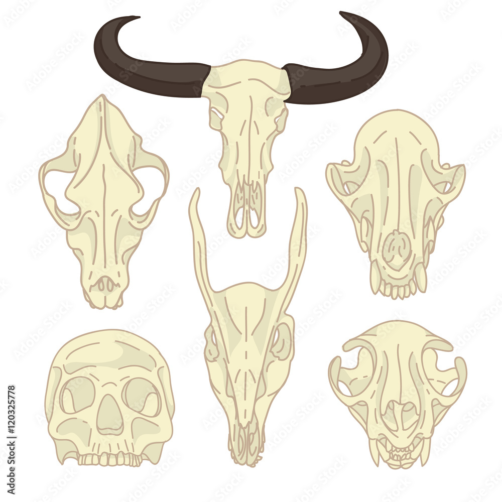 A set of silhouettes of skulls of animals and humans. Collection of linear  skull goats, cats, dogs and humans. Figure skull bone in cartoon style.  Isolated color animal, human skull. Vector. Stock
