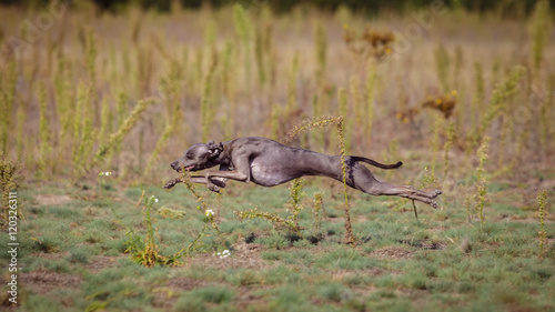 Training Coursing. Italian greyhound dog
