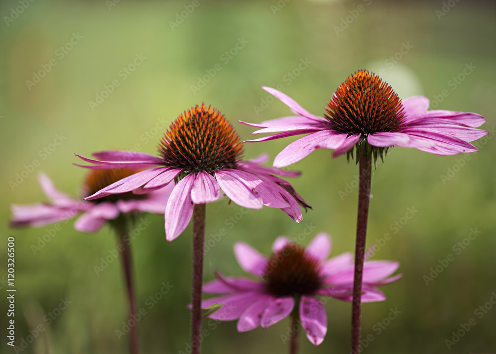 Obraz premium Rudbekia, jeżówka