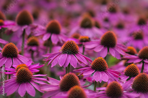 Fototapeta Naklejka Na Ścianę i Meble -  Close up of coneflowers in field