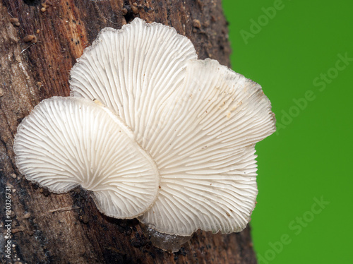 Mushroom and autoum.Crepidotus sp photo