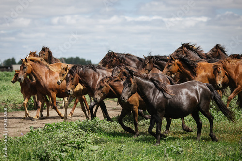 Fototapeta Naklejka Na Ścianę i Meble -  A herd of young horses running on the farm in summer