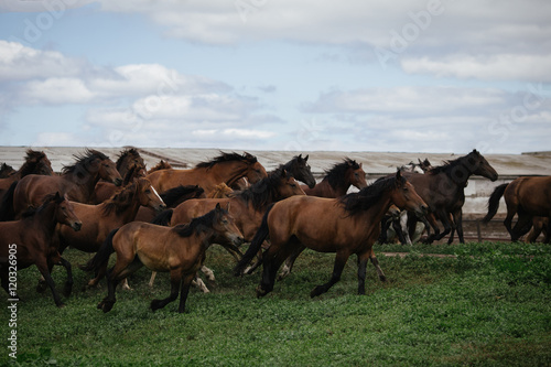 A herd of young horses running on the farm in summer