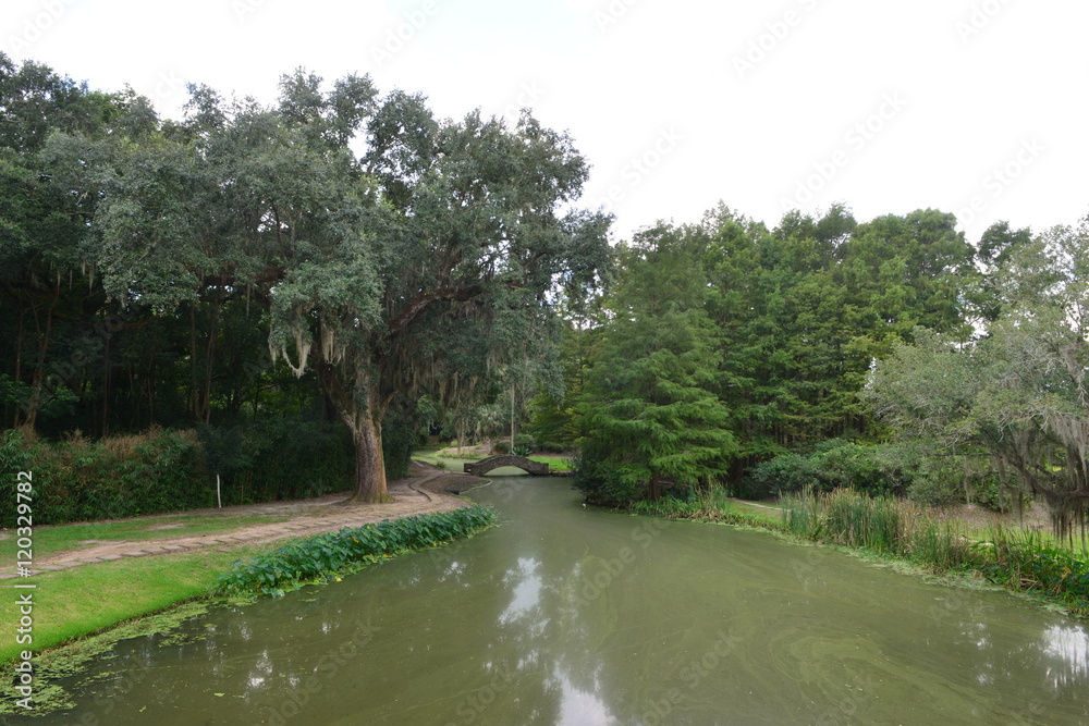 A Botanical gardens in a Swamp in Louisiana.
A Botanical gardens in a Swamp in Louisiana.