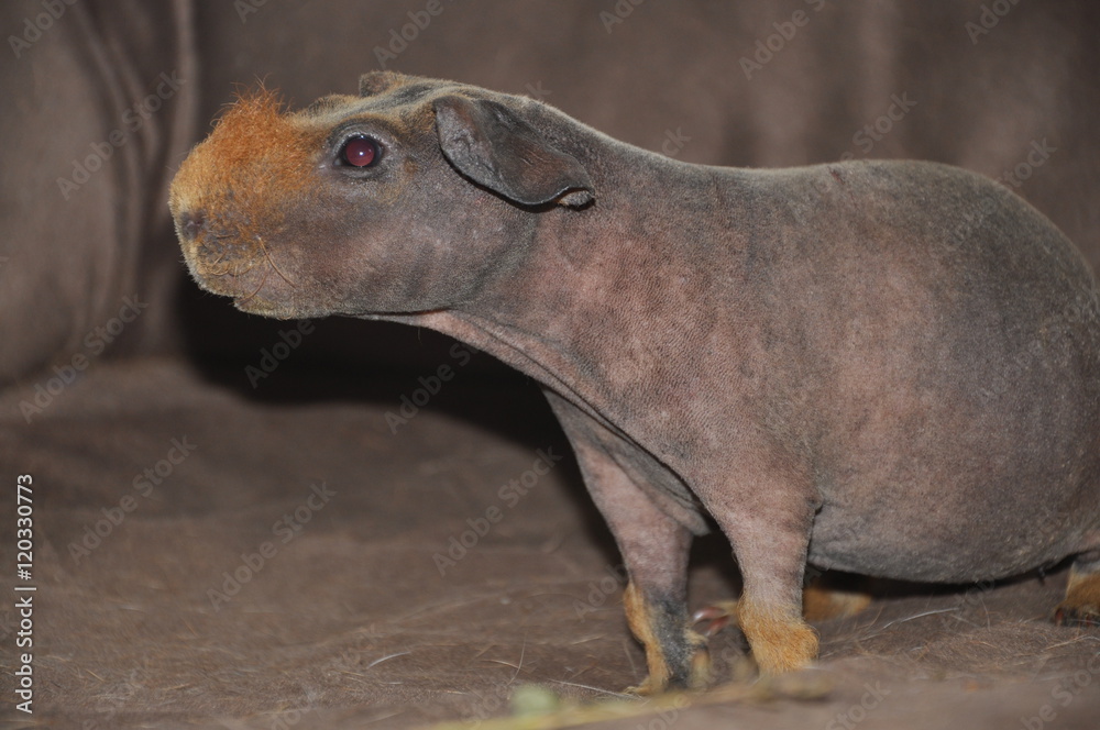 Cochon d'inde sans poils (cobaye skinny)
