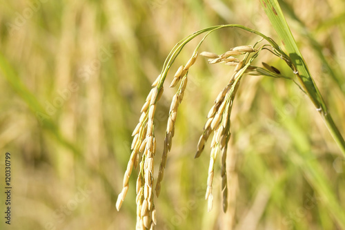 rice field