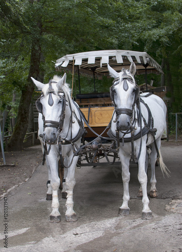 Couple white horse with carriage
