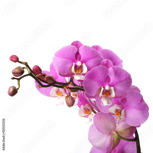 Pink streaked orchid flower