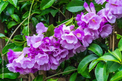 Garlic Vine Flower   Garlic Vine flower on bamboo fence of rural house in Thailand.