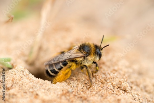 Raufüßige / Braunbrüstige / Dunkelfransige Hosenbiene / Rauhfüßige Bürstenbiene (Dasypoda hirtipes), Weibchen, sitzt auf Sandboden, Mecklenburg-Vorpommern, Deutschland