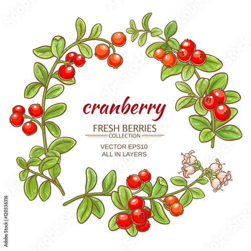 cranberry vector set