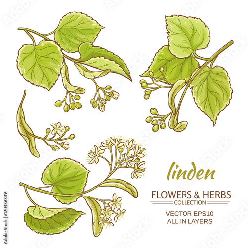 linden vector set