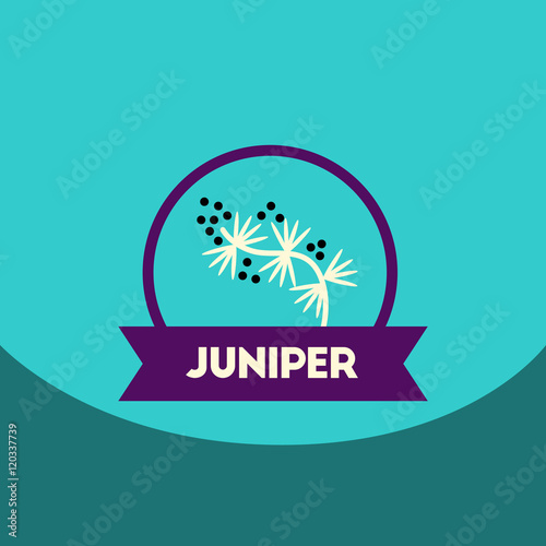 flat vector icon design collection Kitchenware seasoning juniper