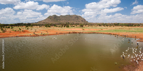 Birds are drinking in a lake