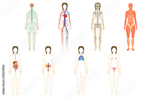 Set of woman organs and systems
