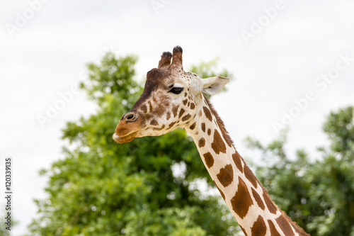 Giraffe © FPWing