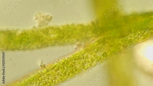 Seaweed (algae) under microscope, magnification 400x