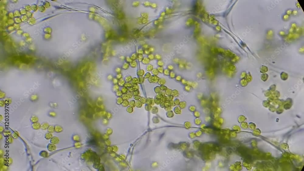Plant cells and chloroplasts under microscope Plant cells and chloroplasts under microscope