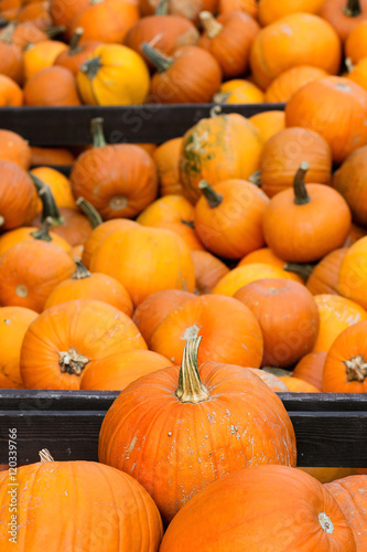 Pumpkin s harvest on market